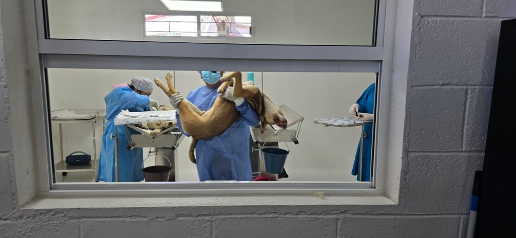 Toluca frena la sobrepoblación animal con más de 23 mil esterilizaciones gratuitas