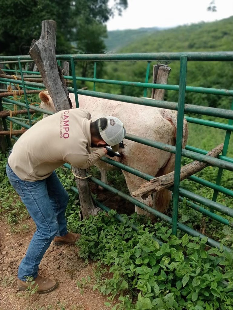 Persiste el gusano barrenador en el Edomex: registran más de 500 casos