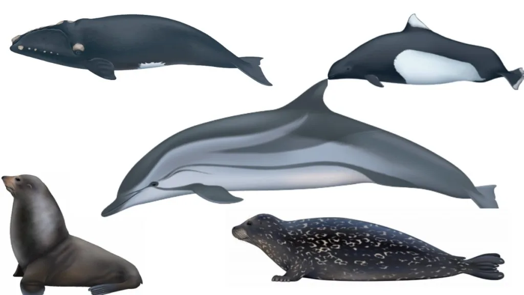 Mamíferos marinos: los extraordinarios animales que conquistaron el océano