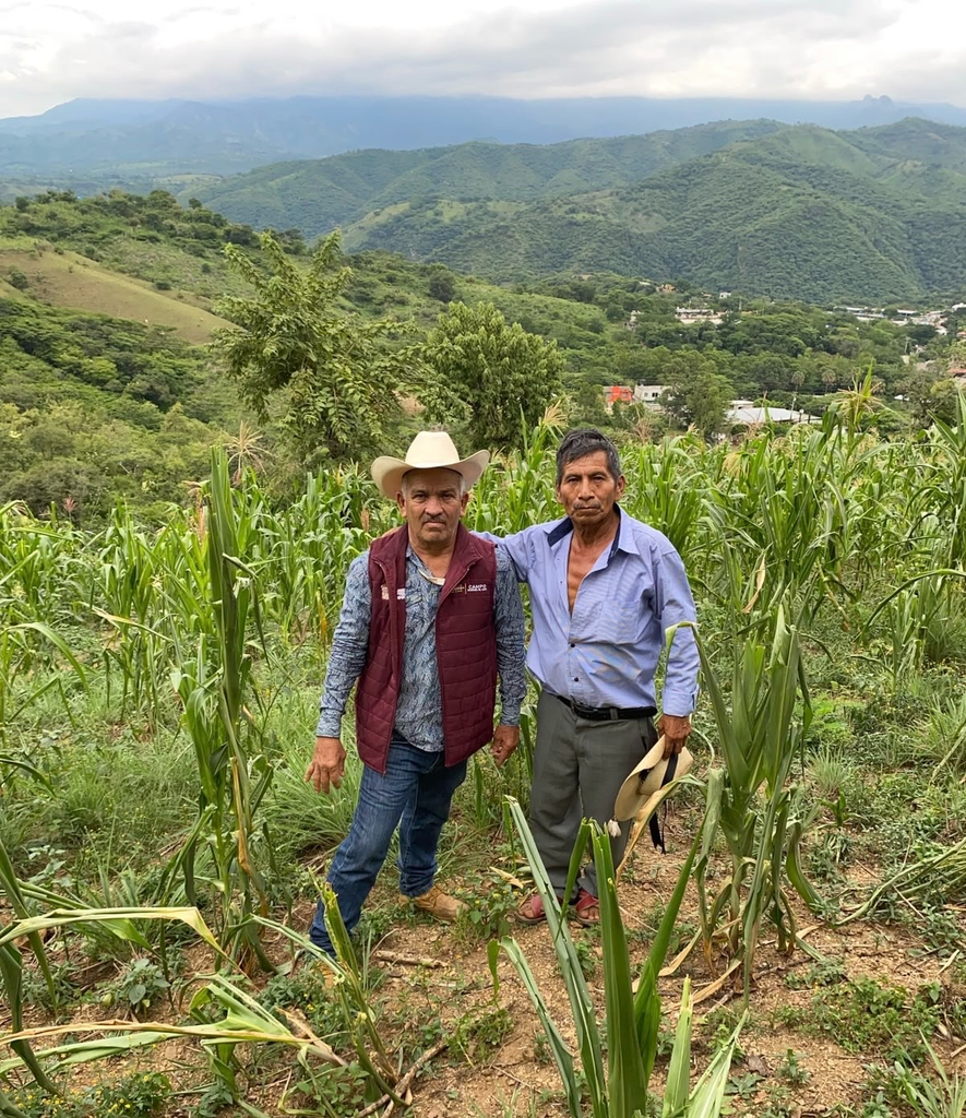 Sequía deja sin cosecha a familias del sur mexiquense: estiman 700 has. dañadas en ocho municipios