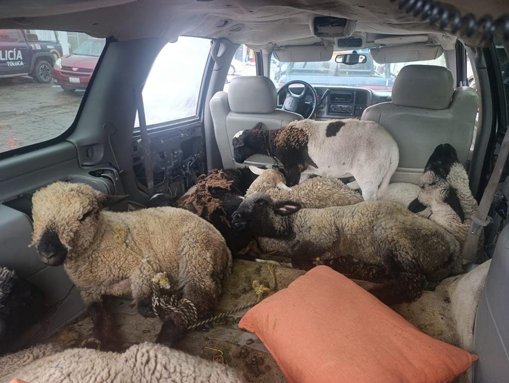 Policía de Toluca atrapa a cuatro robaganado y asegura animales sustraídos