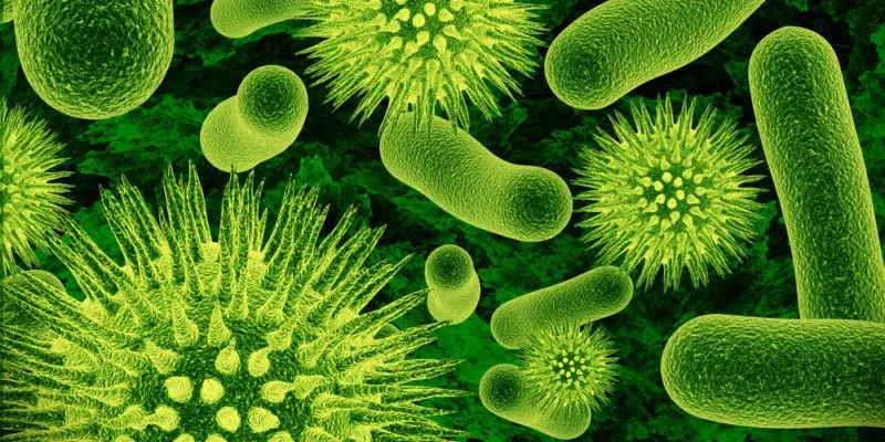 Bacterias: organismos microscópicos que sostienen la vida y también pueden causar enfermedades