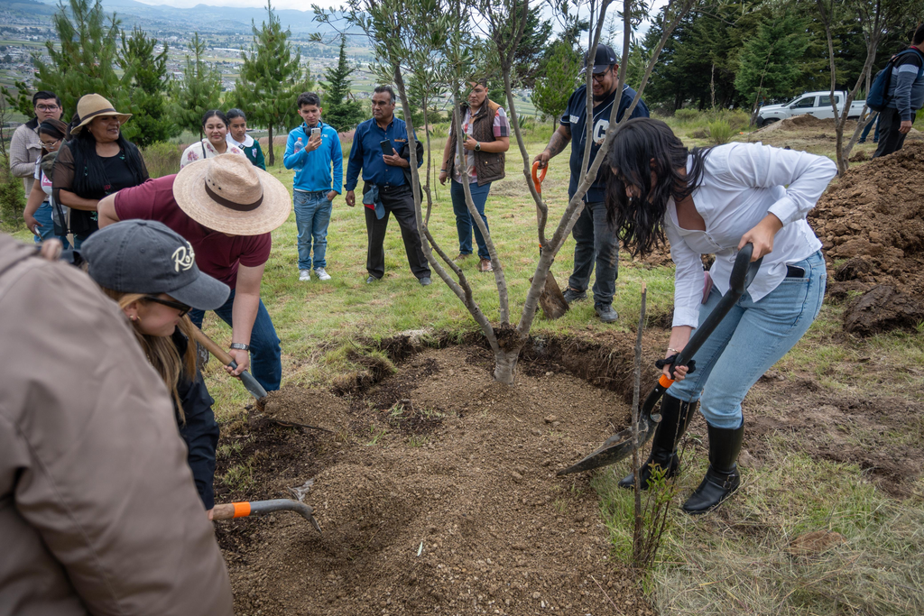 Planta Toluca árboles de olivo para fortalecer la recuperación ambiental del Cerro del Perico