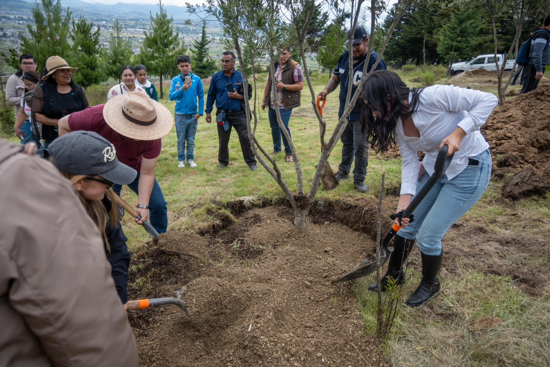 Planta Toluca árboles de olivo para fortalecer la recuperación ambiental del Cerro del Perico