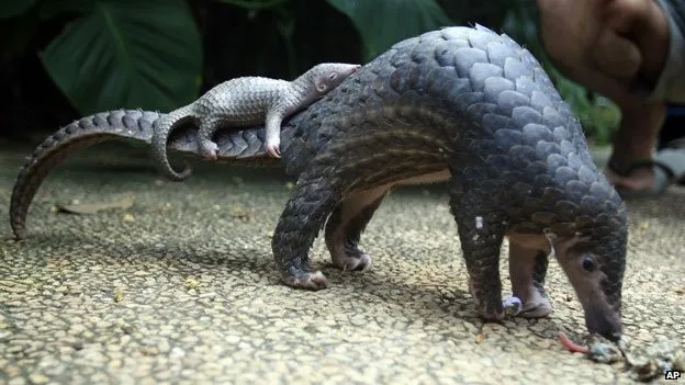 El pangolín: el mamífero más traficado y la difícil ruta de regreso a la naturaleza