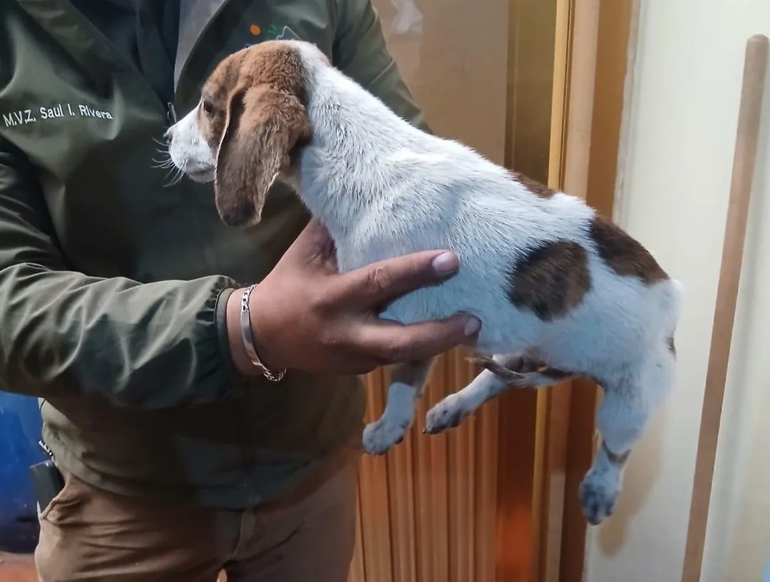 Rescatan a 11 animales maltratados en Tecámac y detienen al agresor