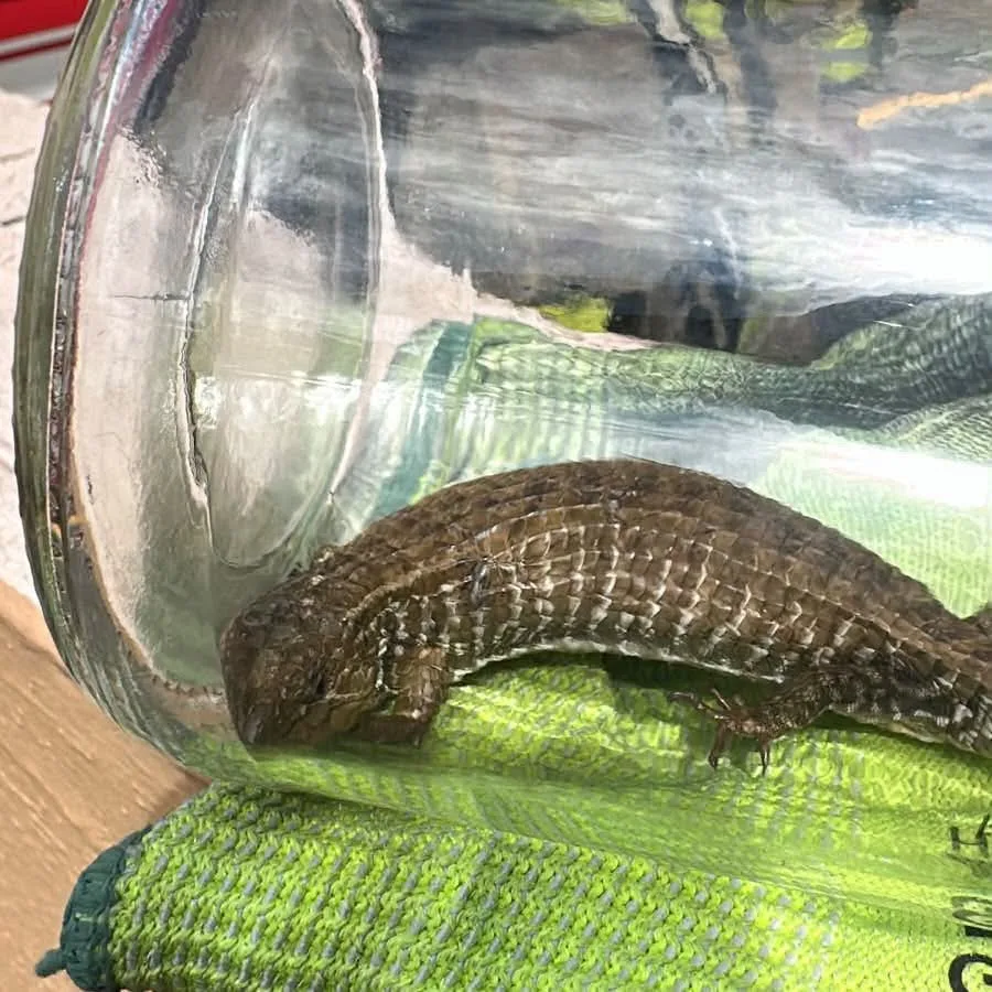 Resguardan bomberos de Metepec a lagarto alicante, especie endémica de México