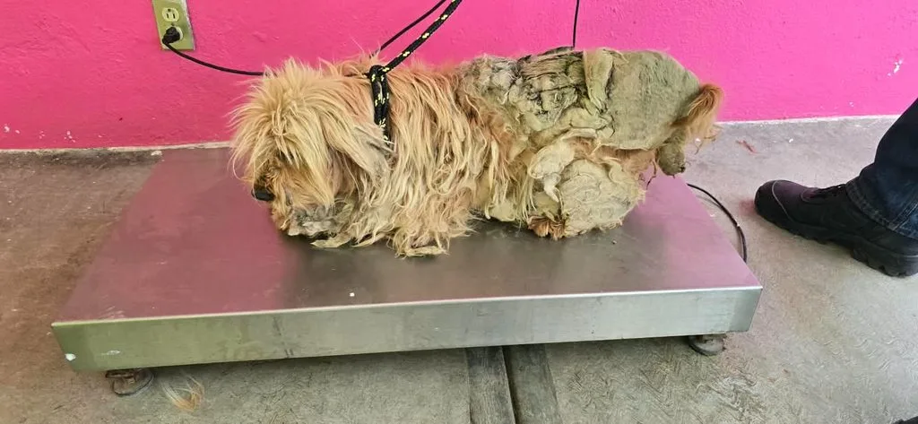 Toluca atiende denuncia ciudadana y resguarda a 18 animales en San Buenaventura