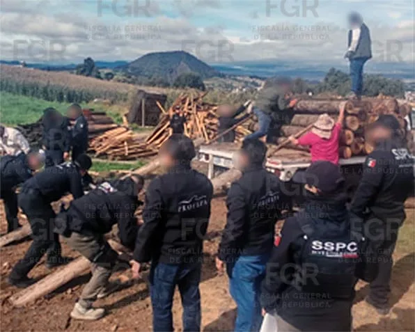 Desmantelan sitios de almacenamiento de madera en Xalatlaco en operativo conjunto