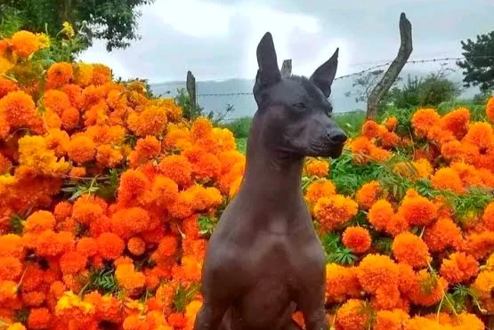 Declaran saberes y expresiones asociados al xoloitzcuintle como Patrimonio Cultural Inmaterial de la CDMX