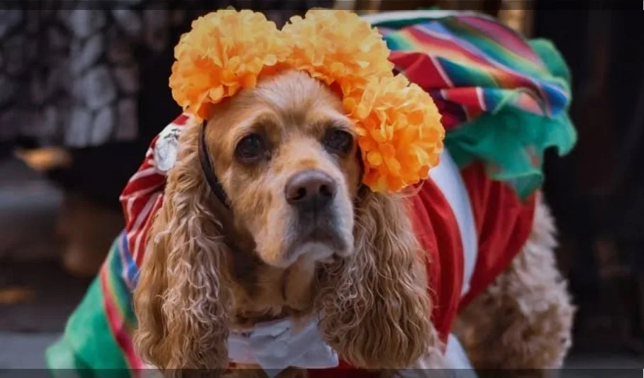¿La flor de cempasúchil es tóxica para perros y gatos? Lo que debes saber en Día de Muertos