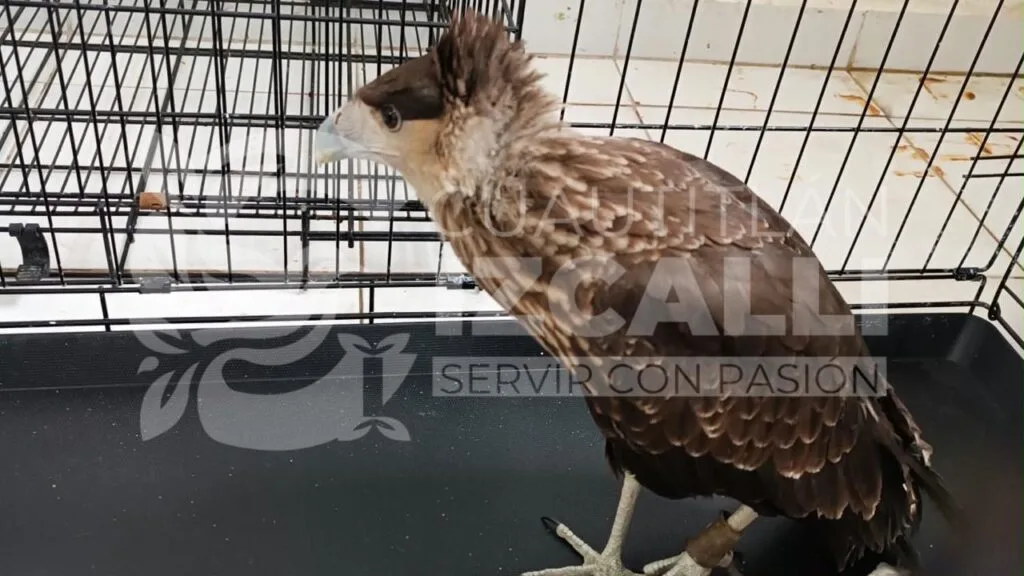 De las calles a la protección federal: rescatan dos aves silvestres en Izcalli