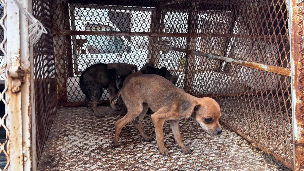 Rescate animal en Toluca: aseguran a 10 caninos y un felino en cateo coordinado