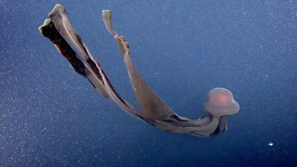 Captan medusa fantasma gigante de 11 metros en el Mar Argentino