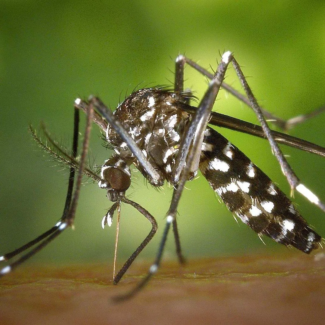Mosquitos, una amenaza diminuta que causa cientos de miles de muertes al año