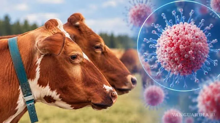 Francia detecta primer caso humano del virus Shamonda; paciente falleció