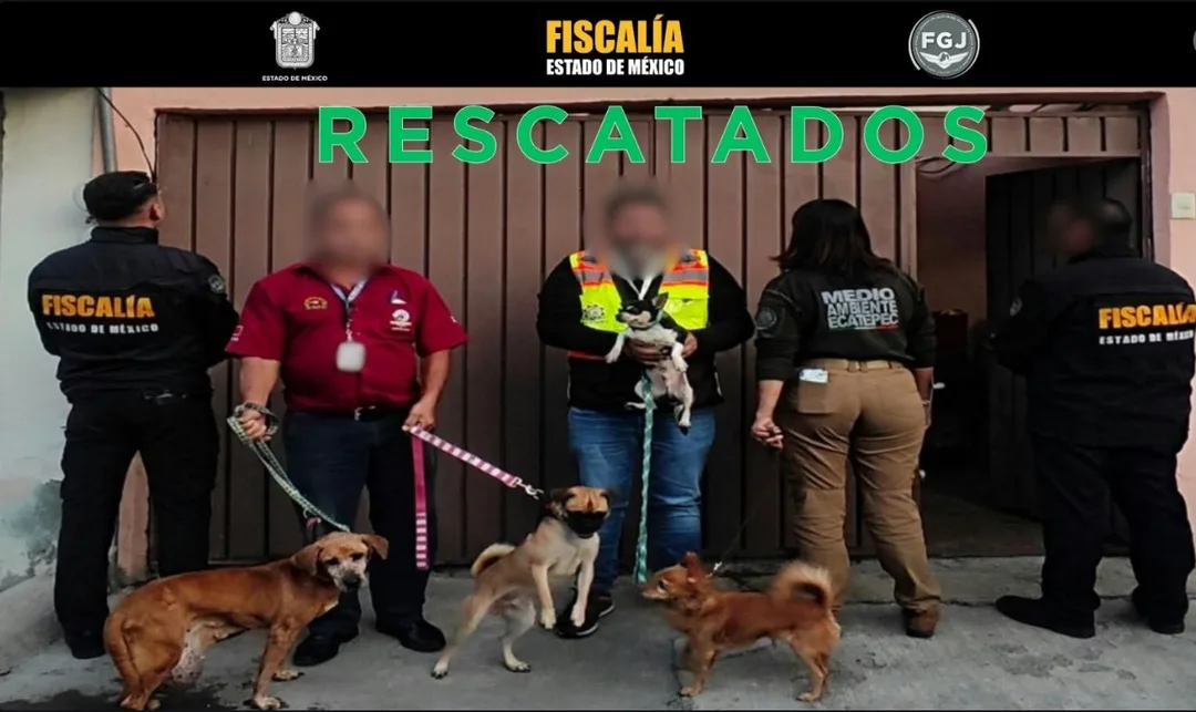 Rescatan a 33 perros y gatos en Ecatepec