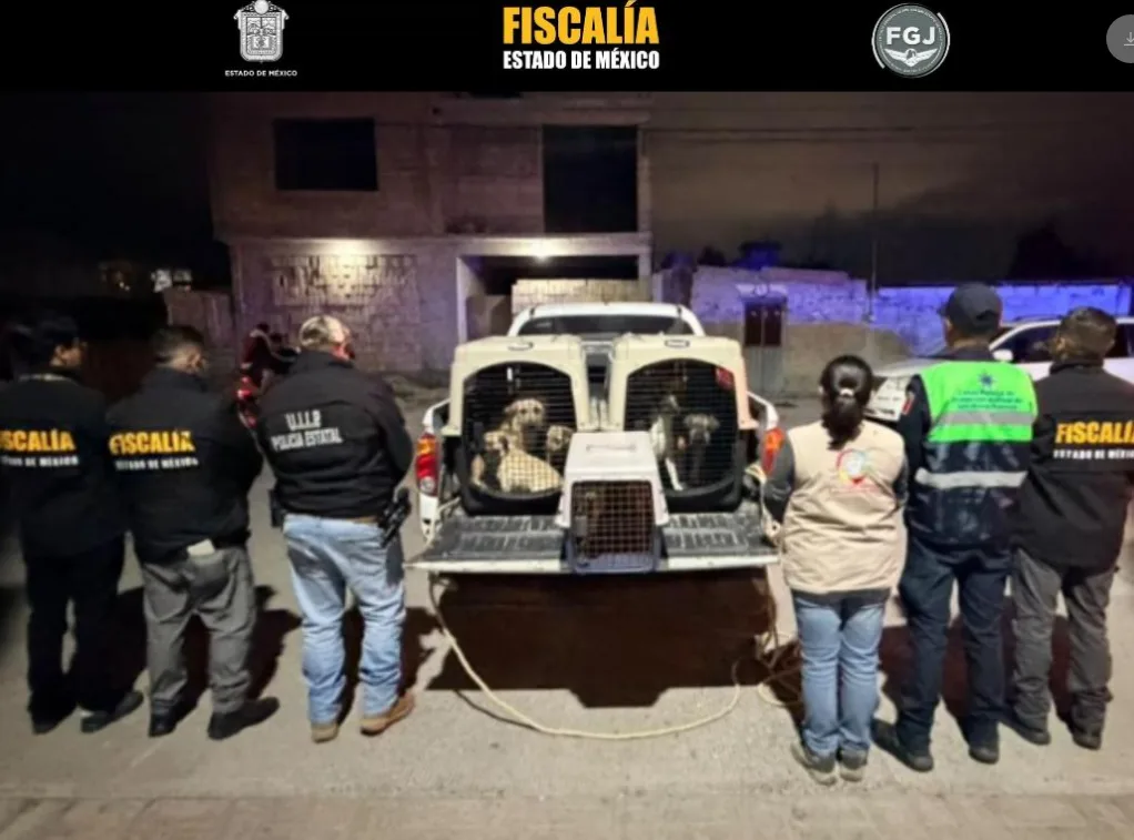 Rescatan a 15 caninos en San Mateo Atenco; aseguran estupefacientes
